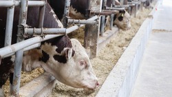 На Ставрополье заготовили свыше 2 млн тонн кормов для зимовки скота