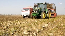 На Ставрополье убрали 11 тысяч гектаров полей сахарной свёклы