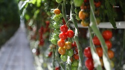 С начала года на Ставрополье вырастили 38 тыс. тонн тепличных овощей