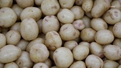 Аграрии Ставрополья обработали более 550 гектаров картофельных полей