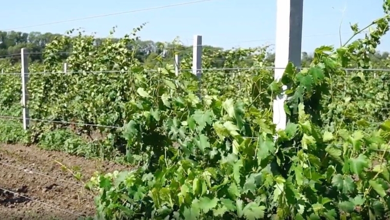 Площади молодых садов увеличат на Ставрополье