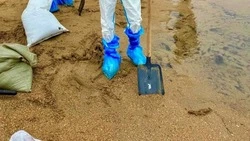 Власти Ставрополья помогают студотрядам, очищающим побережье Чёрного моря от мазута