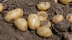 Сев картофеля на Ставрополье выполнили на 70% от плана