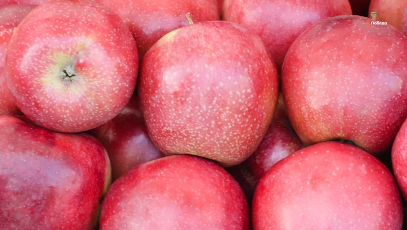 Более 23 тыс. тонн яблок отгрузили из плодохранилищ Ставрополья
