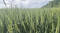 Аграриям Труновского округа Ставрополья предстоит убрать 78,7 тыс. га зерновых