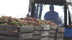 Около 50% субсидий получили аграрии Ставрополья с начала года