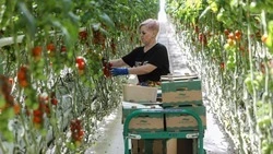 92,7 тыс. тонн тепличных овощей вырастили в Ставропольском крае с начала года