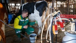На Ставрополье нарастили показатели производства молока 