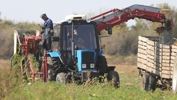 Производство чечевицы нарастили на Ставрополье