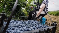 Производство пищевой продукции на Ставрополье выросло на 7%