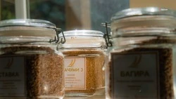 Ставропольские производители семян обеспечат регион качественным сырьём