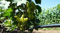 Площадь виноградников Ставрополья вырастет на 225 га