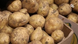 Аграрии Ставрополья значительно увеличили урожай картофеля