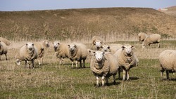 Кампанию по осеменению овец выполнили на Ставрополье на треть