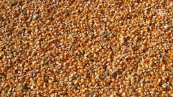 Более 670 тыс. тонн кукурузы собрали аграрии Ставрополья 