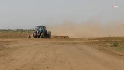 Ставропольские аграрии заложили лук на 167 тыс. га