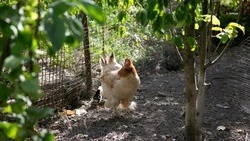 Семья из Труновского округа развивает подсобное хозяйство благодаря соцконтракту