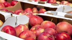 Ставропольские садоводы собрали 5,6 тыс. тонн яблок