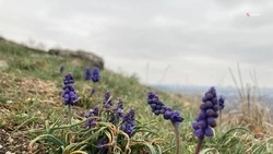 Пасмурная погода и небольшой дождь ожидаются в Донском 23 марта