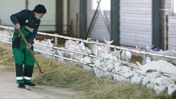 Аграрии Ставрополья получат грантовую поддержку в 2024 году 
