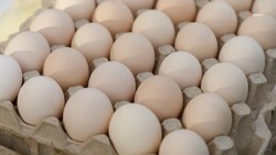 Свыше 700 ярмарок проводят на Ставрополье каждую неделю