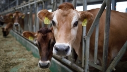 Почти 2 млн тонн кормов запасли животноводы Ставрополья