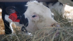Животноводы Ставрополья заготовили почти 1,8 млн тонн кормов для зимовки скота