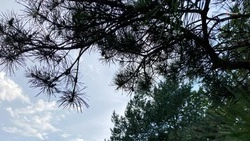 На Ставрополье приступают к патрулированию хвойных лесов
