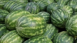 Уборка бахчевых культур прошла на 85% полей Ставрополья