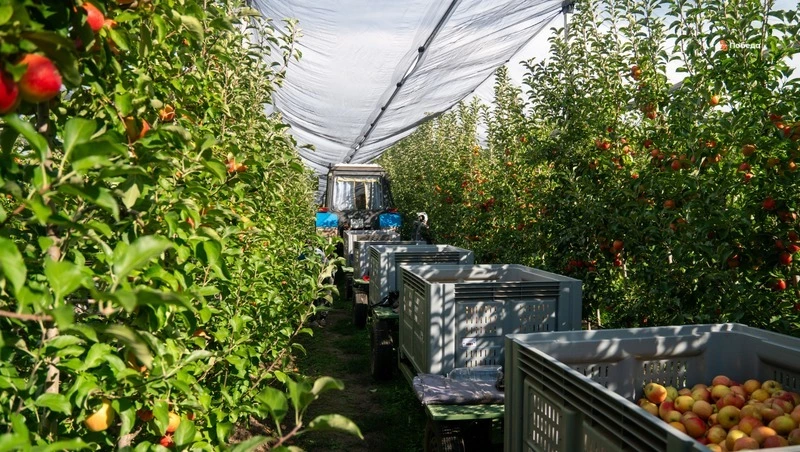 Минэк Ставрополья назвал сельское хозяйство основой продбезопасности региона