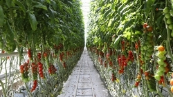 Сельхозпроизводитель получил грант на создание туннельного тепличного модуля на Ставрополье