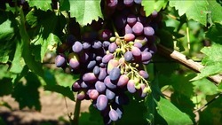 Весной 2025 года на Ставрополье заложат 16,25 га виноградников 