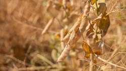 В Ставропольском крае благодаря господдержке застраховали более 30% сельхозугодий