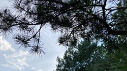 На Ставрополье приступают к патрулированию хвойных лесов