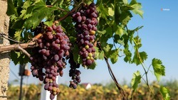Урожай винограда на Ставрополье превысил 6 тыс. тонн