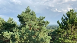 Ещё 112 тыс. молодых деревьев высадили на Ставрополье