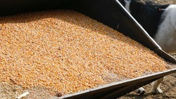 Ставропольские аграрии собрали почти 8 тыс. тонн кукурузы