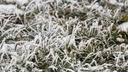 99% озимых находятся в хорошем состоянии — глава Ставрополья