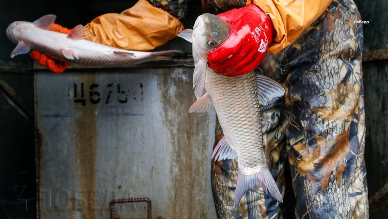 Около 9 тыс. тонн рыбы выловили в хозяйствах Ставрополья за месяц 