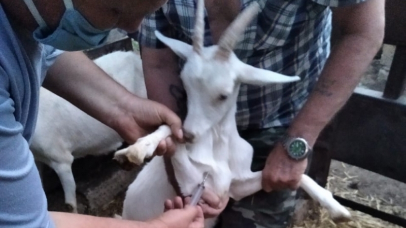 В Благодарненском округе 12 коз прошли вакцинацию против ящура