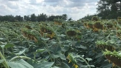 На Ставрополье собрано более 145 тысяч тонн подсолнечника