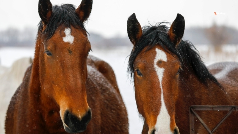 Для ставропольских коневодов предусмотрели новые механизмы господдержки