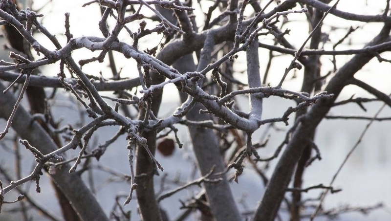 Зимовка многолетних насаждений прошла успешно на Ставрополье
