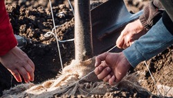 На Ставрополье в преддверии осеннего сева уже заготовили более 100 тысяч тонн удобрений