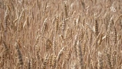 На Ставрополье засеяли свыше трети площадей под яровые культуры