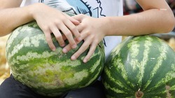 Массовая уборка бахчевых проходит на Ставрополье