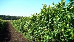 Аграрии Ставрополья обрезали виноградники на более 1,5 тыс. га 
