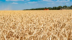 Аграрии Ставрополья уже намолотили 1,3 миллиона тонн зерна