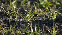 Ставропольские озимые находятся в состоянии покоя