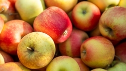 Более 40 тыс. тонн яблок направили на хранение на Ставрополье